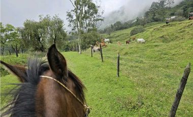 Vendo finca Ganadera en Fredonia.