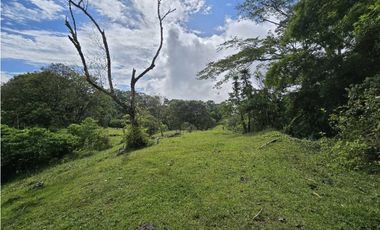 Vendo finca Ganadera en Fredonia.
