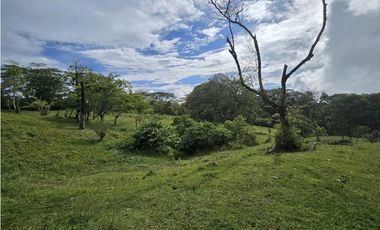 Vendo finca Ganadera en Fredonia.
