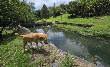 Vendo finca en Fredonia.