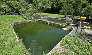 Vendo finca en Fredonia.