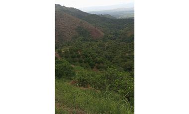 VENDO FINCA AGRICOLA 30 HAS (43 CUADRAS) POR BALBOA RISARALDA