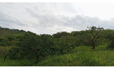 VENDO FINCA AGRICOLA 30 HAS (43 CUADRAS) POR BALBOA RISARALDA