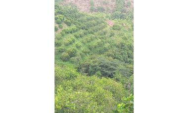 VENDO FINCA AGRICOLA 30 HAS (43 CUADRAS) POR BALBOA RISARALDA