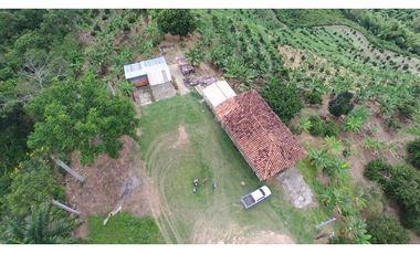 VENDO FINCA AGRICOLA 30 HAS (43 CUADRAS) POR BALBOA RISARALDA
