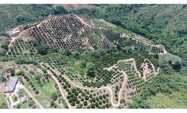 VENDO FINCA AGRICOLA 30 HAS (43 CUADRAS) POR BALBOA RISARALDA