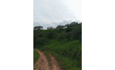 VENDO FINCA AGRICOLA 30 HAS (43 CUADRAS) POR BALBOA RISARALDA