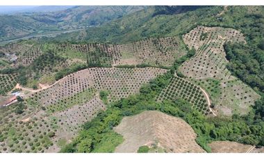 VENDO FINCA AGRICOLA 30 HAS (43 CUADRAS) POR BALBOA RISARALDA