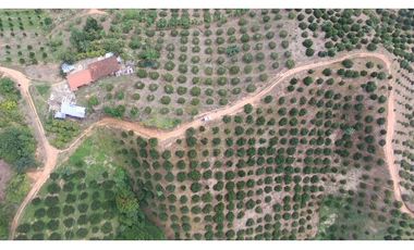 VENDO FINCA AGRICOLA 30 HAS (43 CUADRAS) POR BALBOA RISARALDA