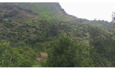 VENDO FINCA AGRICOLA 30 HAS (43 CUADRAS) POR BALBOA RISARALDA