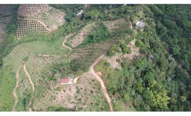 VENDO FINCA AGRICOLA 30 HAS (43 CUADRAS) POR BALBOA RISARALDA