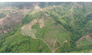 VENDO FINCA AGRICOLA 30 HAS (43 CUADRAS) POR BALBOA RISARALDA