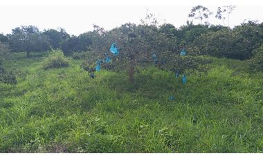 VENDO FINCA AGRICOLA 30 HAS (43 CUADRAS) POR BALBOA RISARALDA