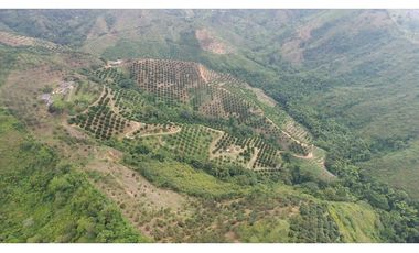 VENDO FINCA AGRICOLA 30 HAS (43 CUADRAS) POR BALBOA RISARALDA