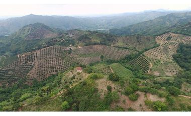 VENDO FINCA AGRICOLA 30 HAS (43 CUADRAS) POR BALBOA RISARALDA