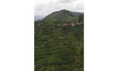 VENDO FINCA AGRICOLA 30 HAS (43 CUADRAS) POR BALBOA RISARALDA