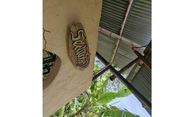 SE VENDE CASA FINCA EN PALERMO