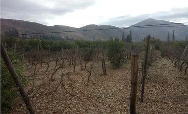 Illapel Parcela Agrícola 10,32 hectáreas 11 acciones de agua de riego