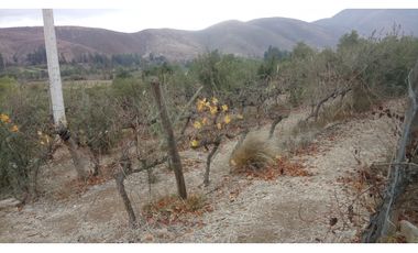 Illapel Parcela Agrícola 10,32 hectáreas 11 acciones de agua de riego