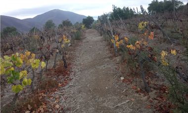 Illapel Parcela Agrícola 10,32 hectáreas 11 acciones de agua de riego