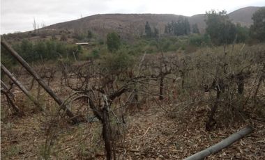 Illapel Parcela Agrícola 10,32 hectáreas 11 acciones de agua de riego