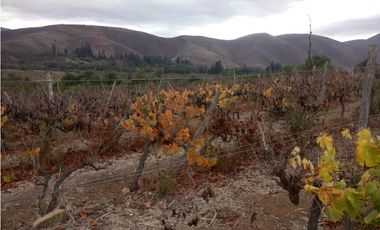 Illapel Parcela Agrícola 10,32 hectáreas 11 acciones de agua de riego