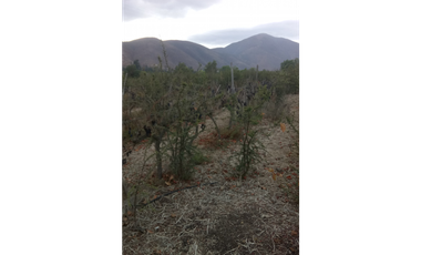 Illapel Parcela Agrícola 10,32 hectáreas 11 acciones de agua de riego