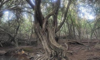 PARCELAS PASO PERALES BOYEN, CHILLAN