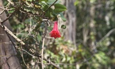 PARCELA CAMINO TERMAS DE CHILLAN , SECTOR CHACAY KM44