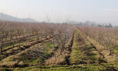 Agrícola en venta de 60 has ubicado en Requínoa