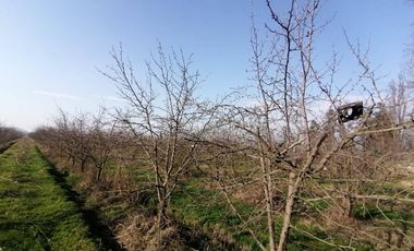 Agrícola en venta de 60 has ubicado en Requínoa