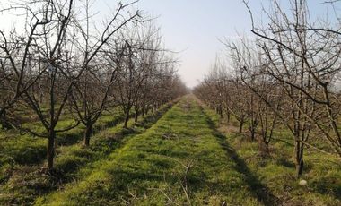 Agrícola en venta de 60 has ubicado en Requínoa