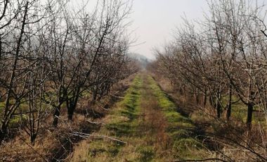 Agrícola en venta de 60 has ubicado en Requínoa