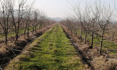 Agrícola en venta de 60 has ubicado en Requínoa