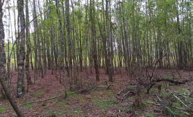 MARAVILLOSAS PARCELAS CON ROL, AGUA DE VERTIENTE