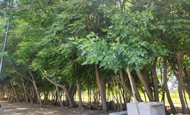 Duplex  en Distrito Sur