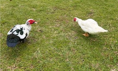 VENTA DE LOTE EN LOS MOLINOS 1,313 METROS DE ESQUINA