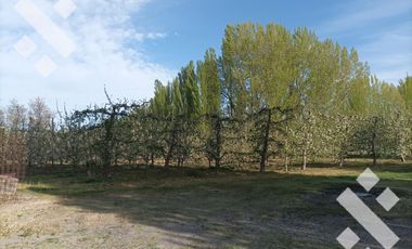 Venta 4.8 Hectáreas con CASA - Cipolletti - Rio Negro