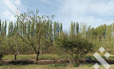 Venta 4.8 Hectáreas con CASA - Cipolletti - Rio Negro