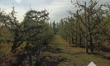 Venta 4.8 Hectáreas con CASA - Cipolletti - Rio Negro