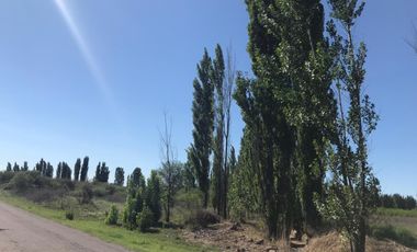 Finca en venta - 4 Dormitorios 2 Baños - Mendoza