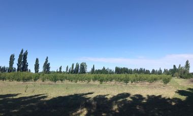 Finca en venta - 4 Dormitorios 2 Baños - Mendoza