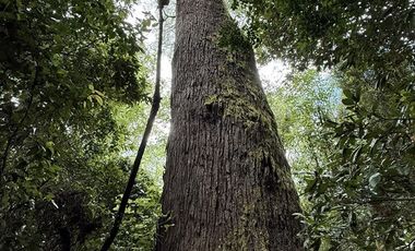 Agrícola en Venta en Sector Chucauco el Canelo Viejo Villarrica
