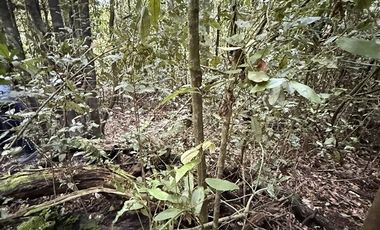 Agrícola en Venta en Sector Chucauco el Canelo Viejo Villarrica