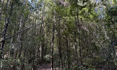 Agrícola en Venta en Sector Chucauco el Canelo Viejo Villarrica