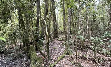 Agrícola en Venta en Sector Chucauco el Canelo Viejo Villarrica