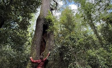 Agrícola en Venta en Sector Chucauco el Canelo Viejo Villarrica