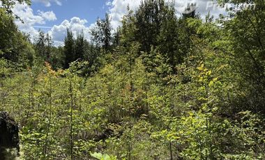 Agrícola en Venta en Sector Chucauco el Canelo Viejo Villarrica