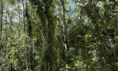 Agrícola en Venta en Sector Chucauco el Canelo Viejo Villarrica