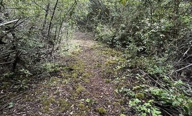 Agrícola en Venta en Sector Chucauco el Canelo Viejo Villarrica